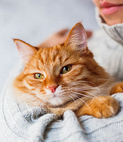 porque se caen los bigotes de los gatos
